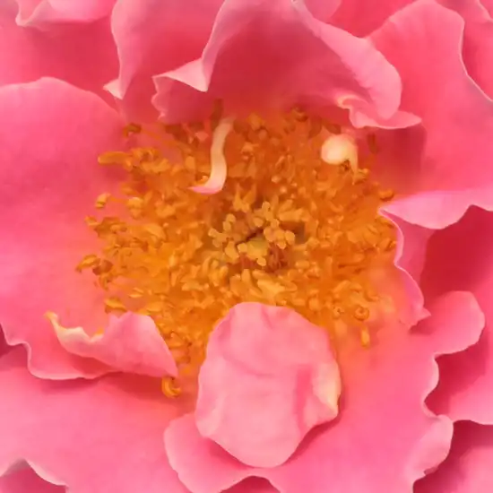 Comanda trandafiri online - Roz - trandafiri târâtori și cățărători, Climber - trandafir cu parfum discret - Rosa Torockó - Márk Gergely - ,-